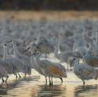 Sandhill crane roosting pond at sunrise, Bernardo Wildlife Area, New Mexico Art Print